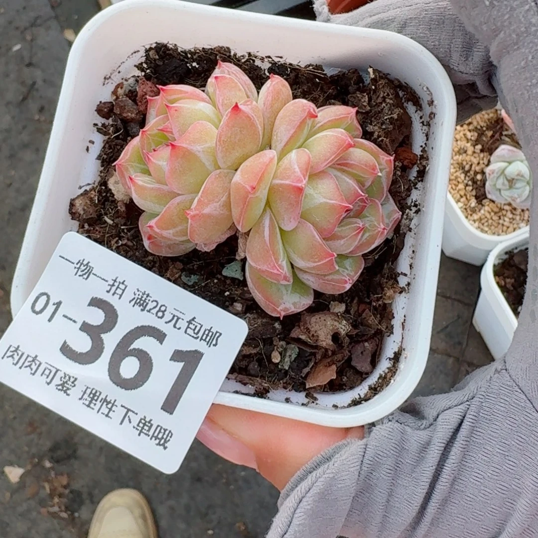 雪花珍妮无盆土无盆土发货