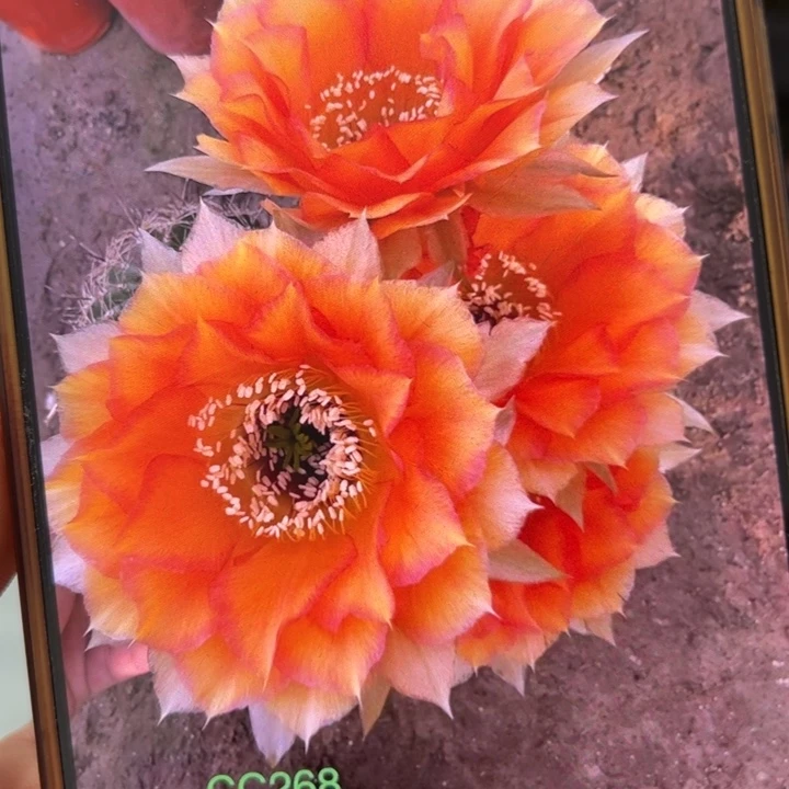 仙人球玛雅之星歪