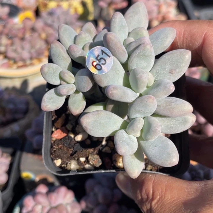 白兰地多肉植物啊
