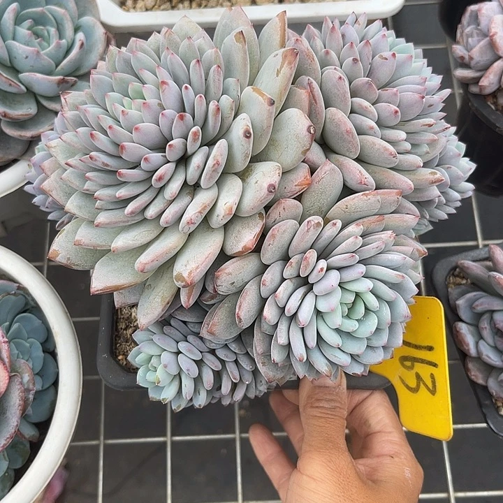 两单包邮，一物一拍163星星橙