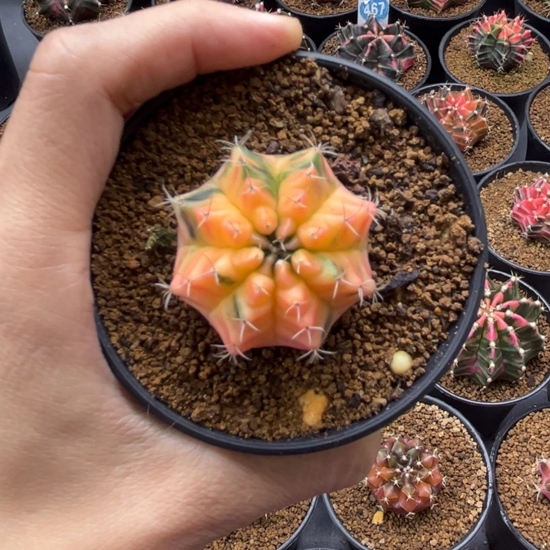 一物一拍带盆土发