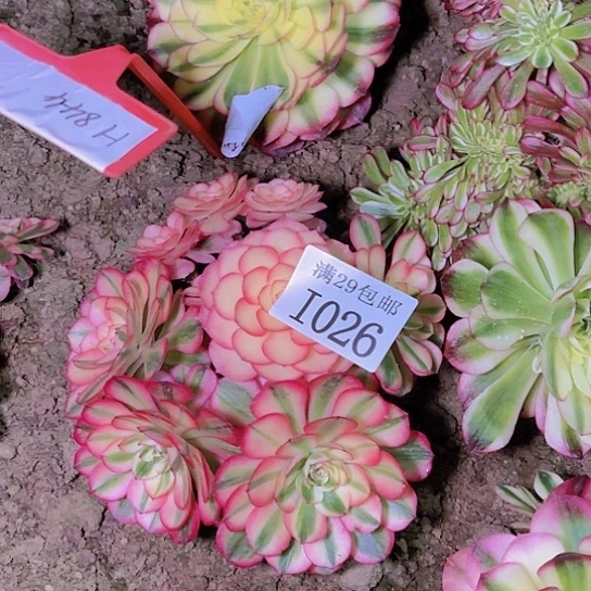 1026倾城多肉植物