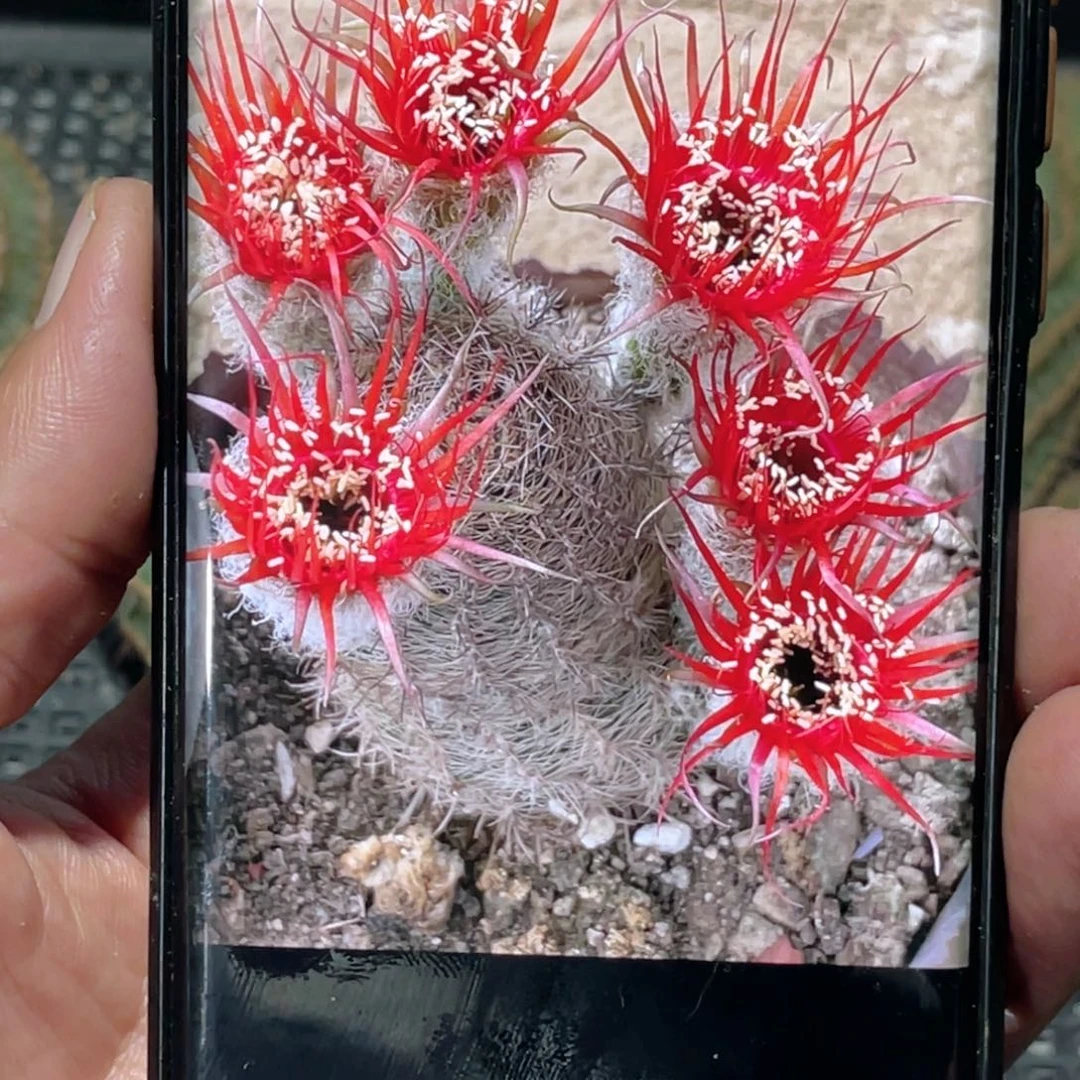丽 赖之星侧芽 歪 满20包邮高8公分