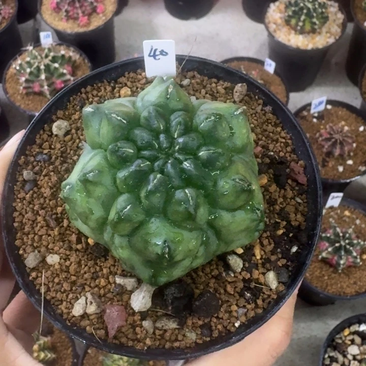 福利多多米哈6棱漏