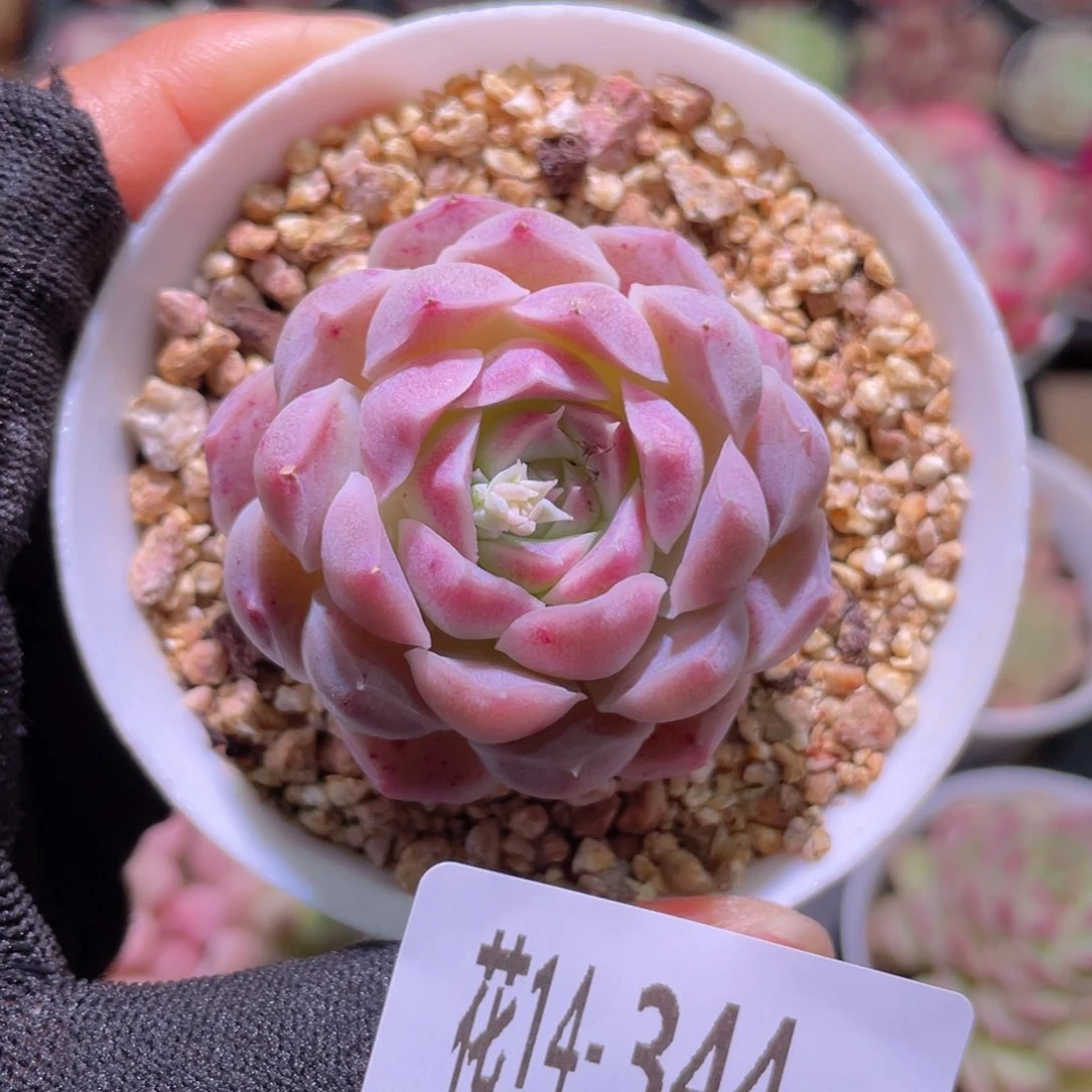 花利美14-344海林娜