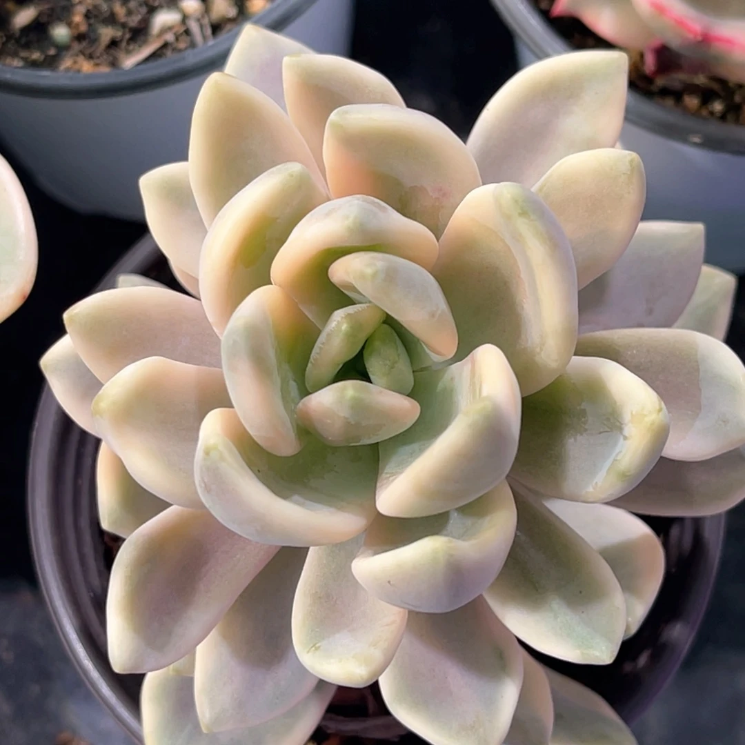 多肉特价冬美人锦