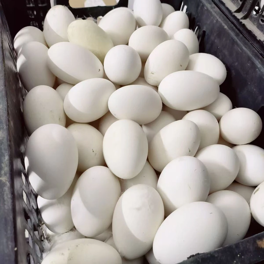 1农家鹅蛋12枚（不是双黄85-120克）新鲜鹅蛋现捡现发新鲜农家散养