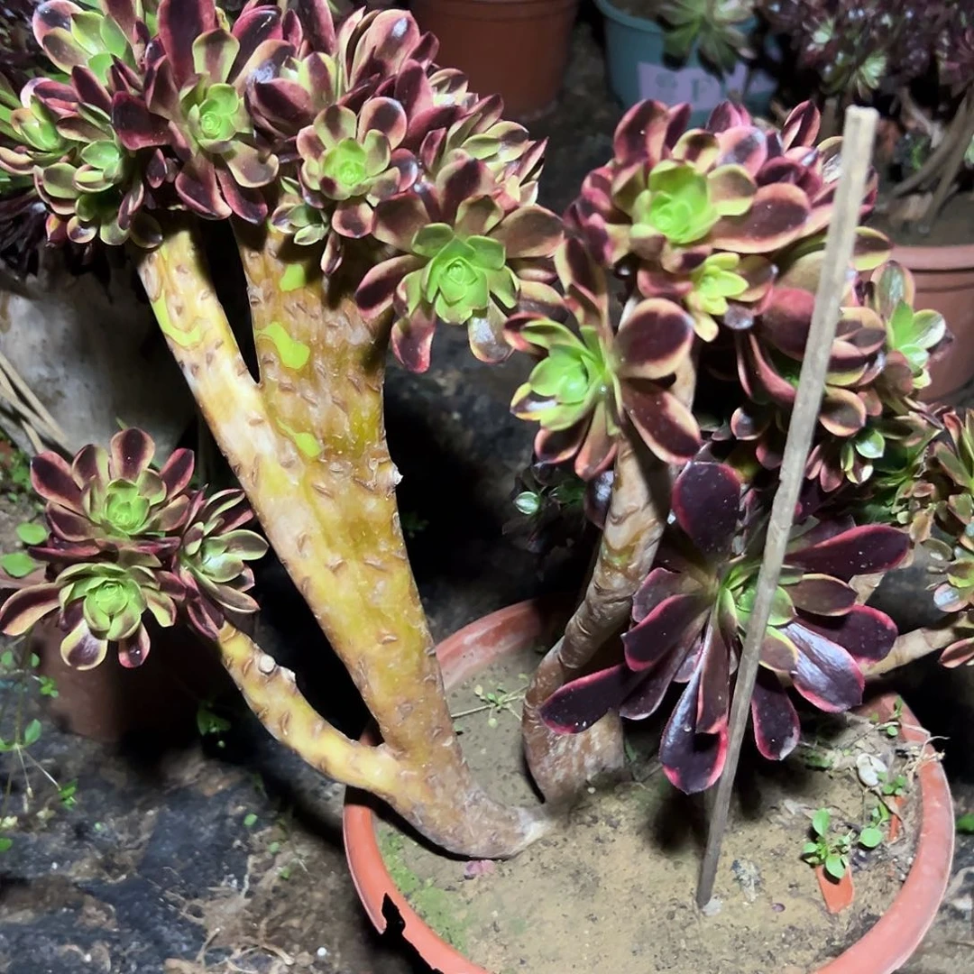 多肉383母本欧嘉莉缀花