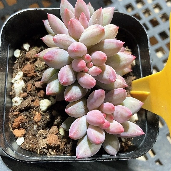 多肉植物虞美人571