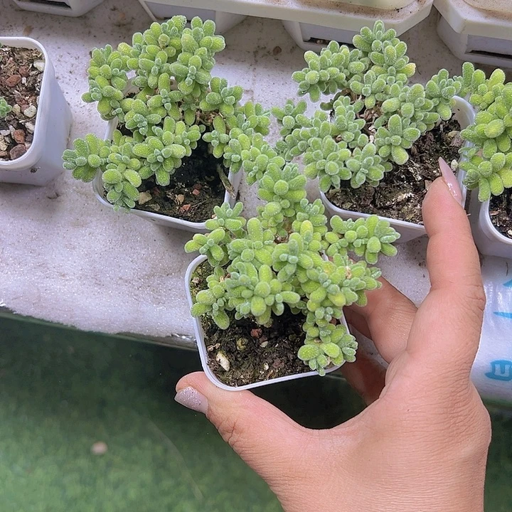 冰晶枝干19包邮多肉