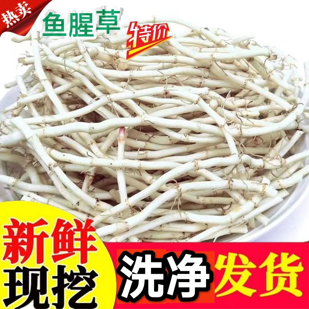 新鲜现挖洗净折耳根嫩根鱼腥草当季特色凉拌时令蔬菜开胃小菜农家