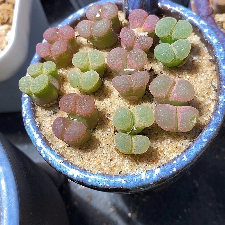 双头粉樱风铃一颗。