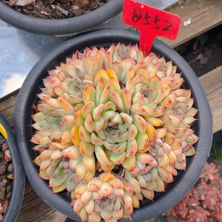 荷花多肉植物8552