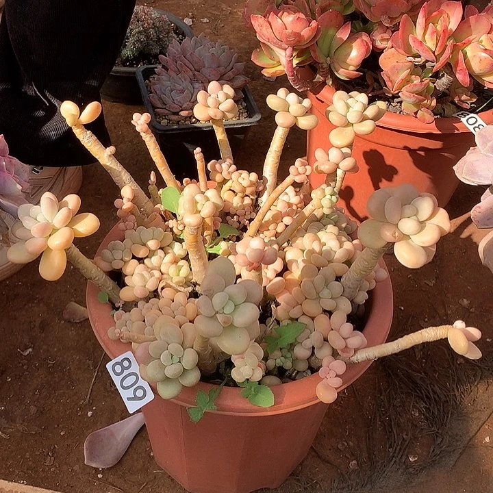 809香水洛神 一物一拍多肉