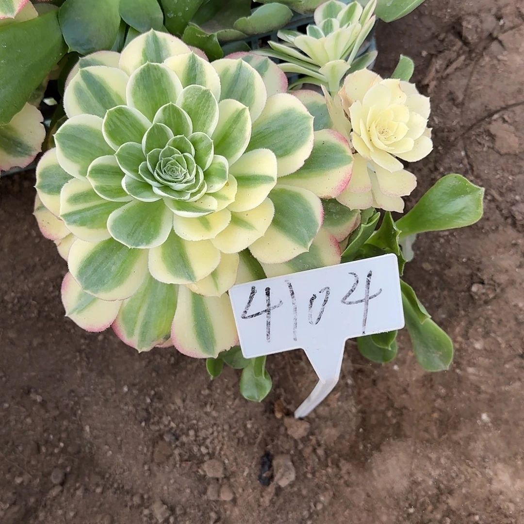 4104莲花多肉法师