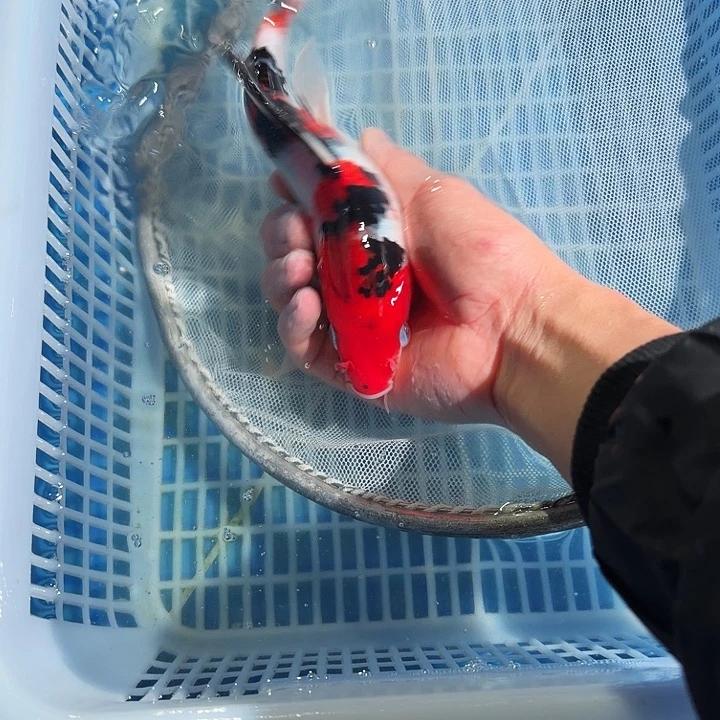 海水鱼锦鲤锦鲤了吧