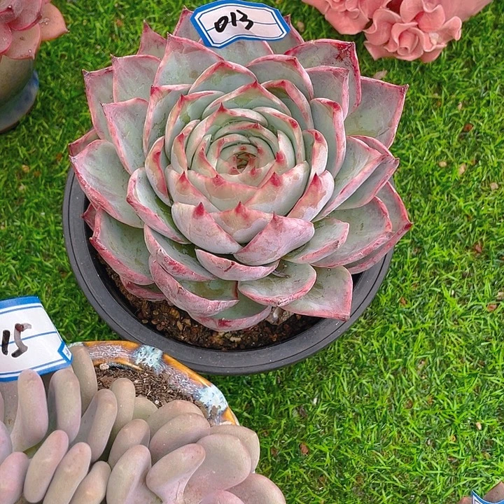 谢谢你的支持013惊鸿仙子