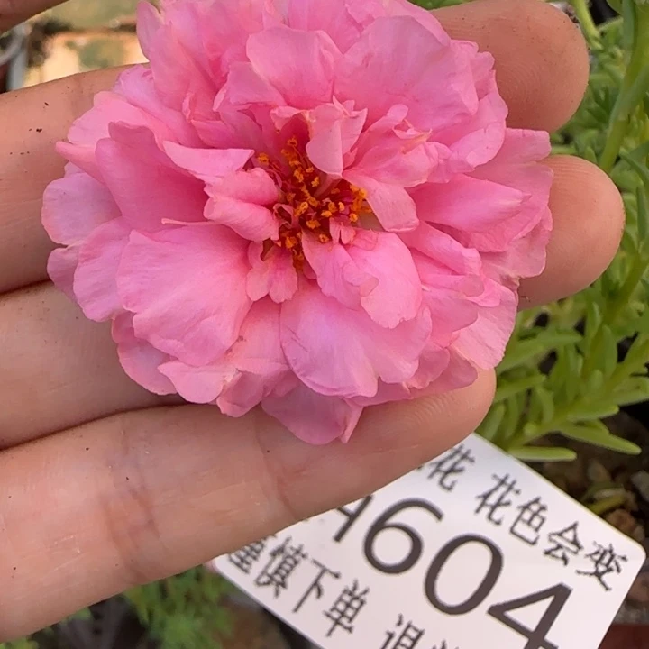 无花朵H604超小苗盆口10cm