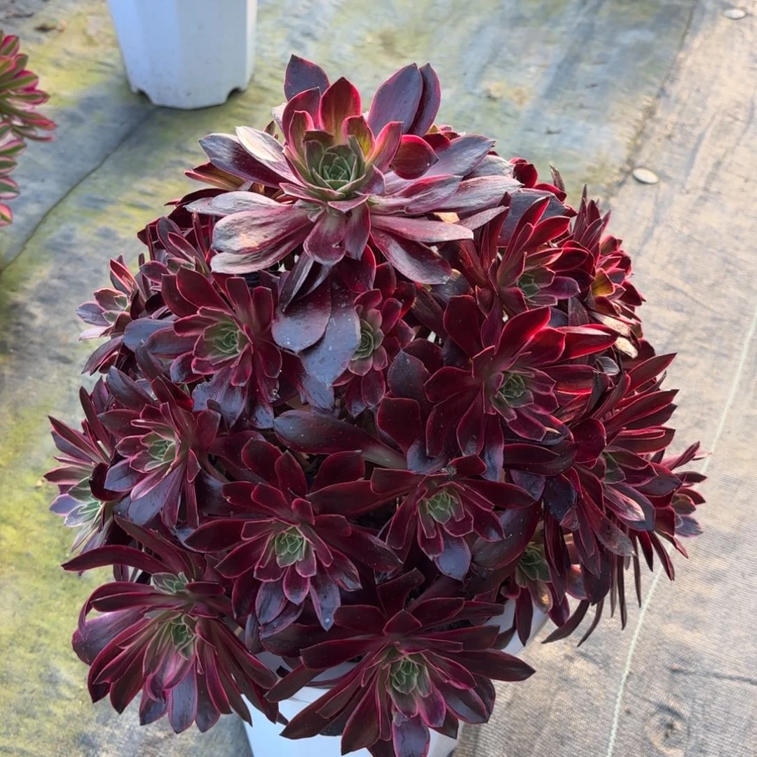 花好月又圆202509