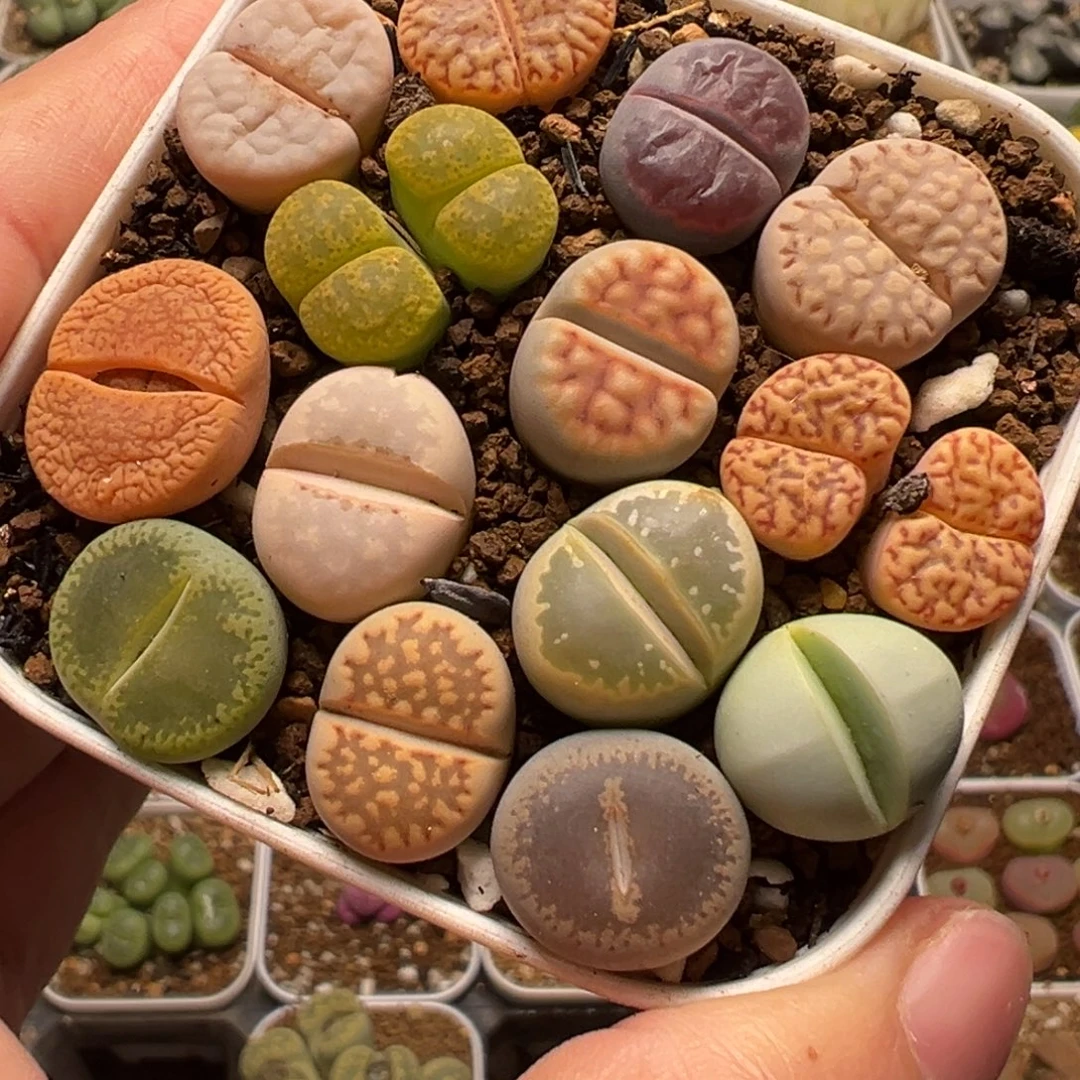 编号母本组合带盆多肉