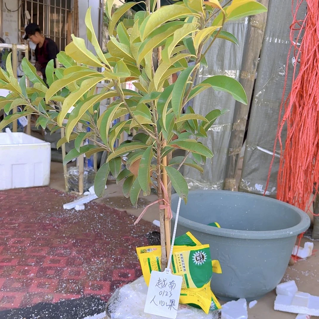 易*哥果树111111111111