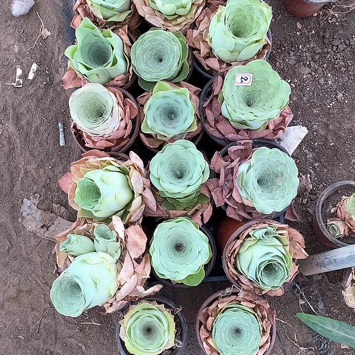 无花朵蝴****侍20颗玫瑰50号