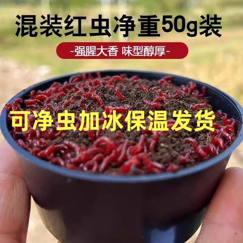 【秋季地板价】鲜活红虫特大号公虫鱼饵拉饵鲫鱼野钓1g黑坑钓鱼