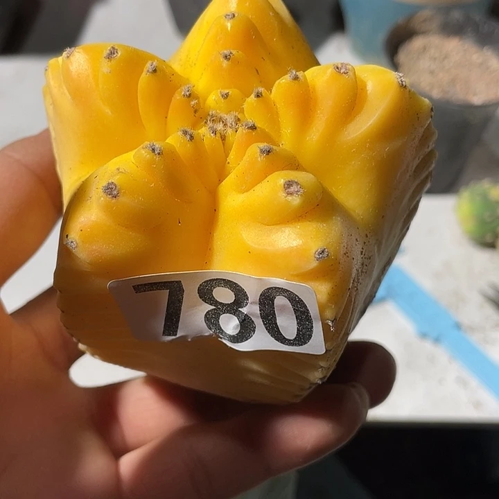 仙人球鸾凤玉锦780号