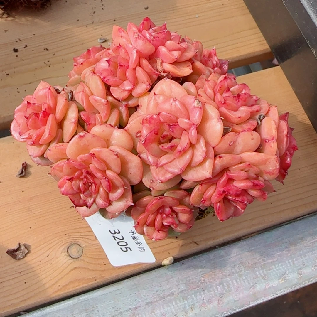 蜡牡丹，3205多肉植物