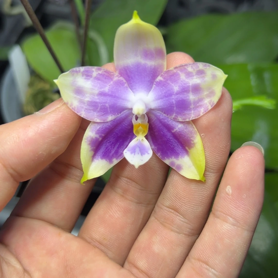 完全开放l807三寸ys1176