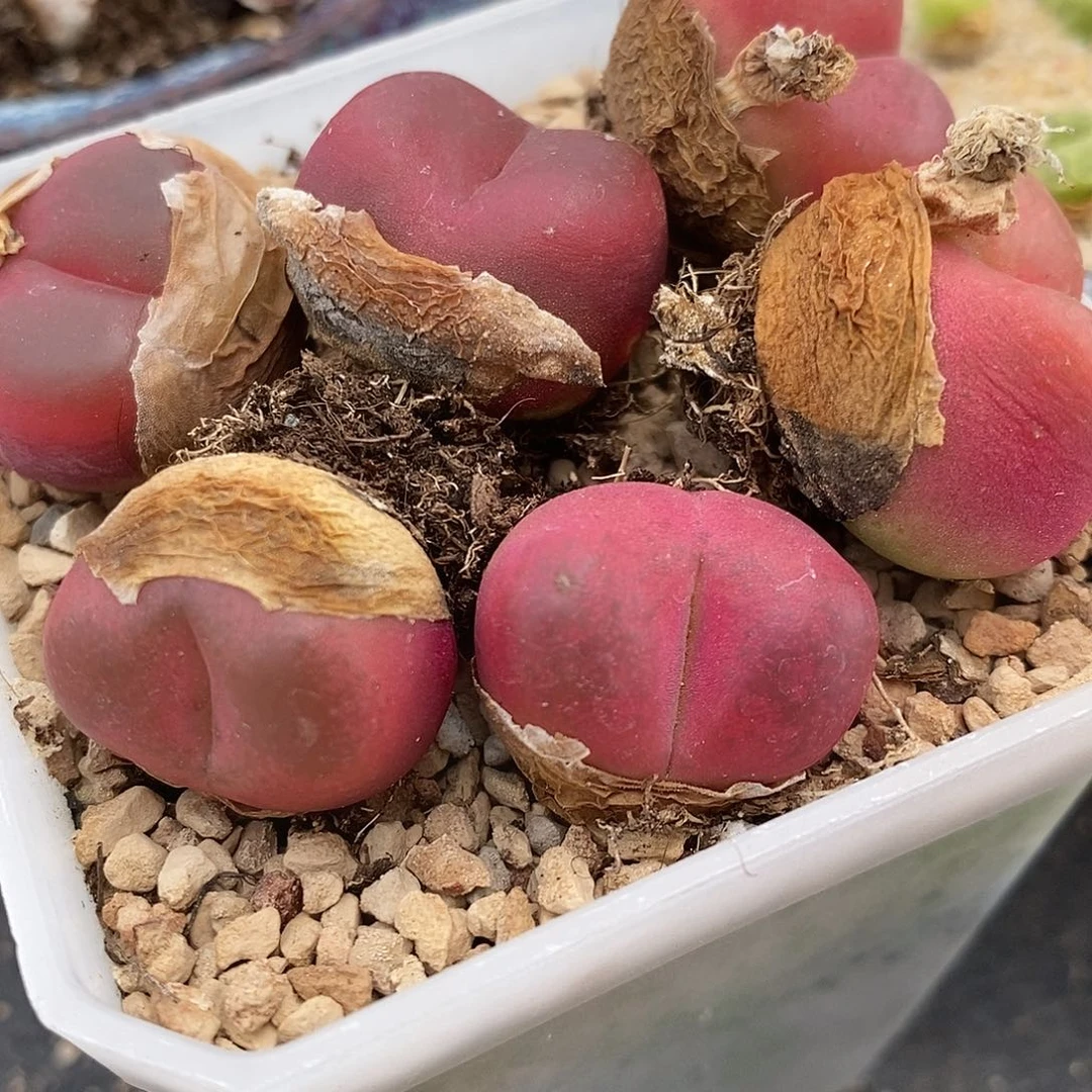 红宝石母本一颗。