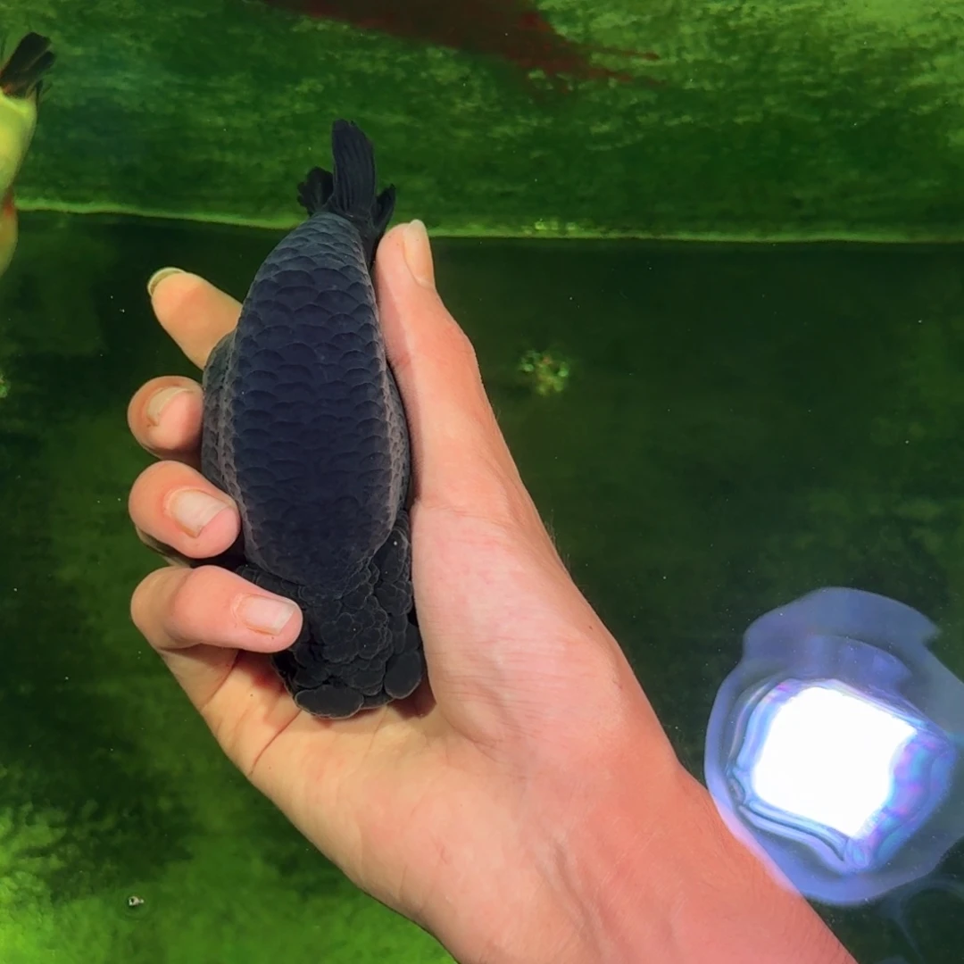 智***星金鱼黑黑白的黑眼圈和