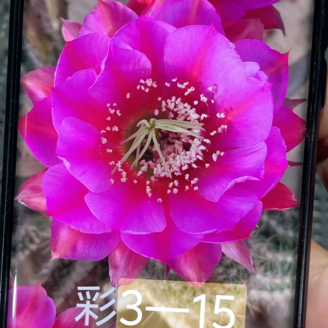 彩草 3–15侧芽 歪 满20包邮5公分