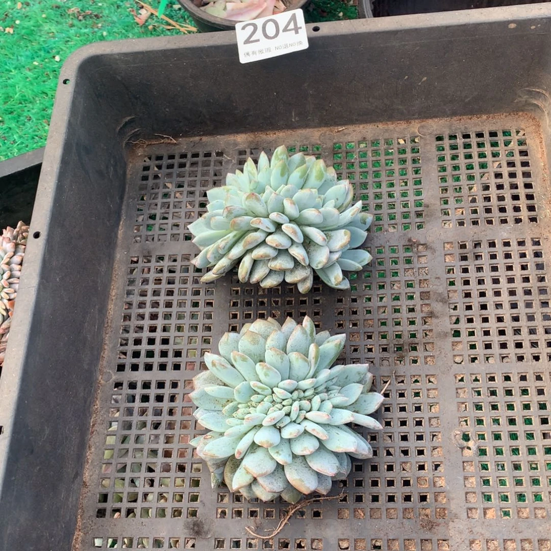 东***者204橙子缀化多肉植物