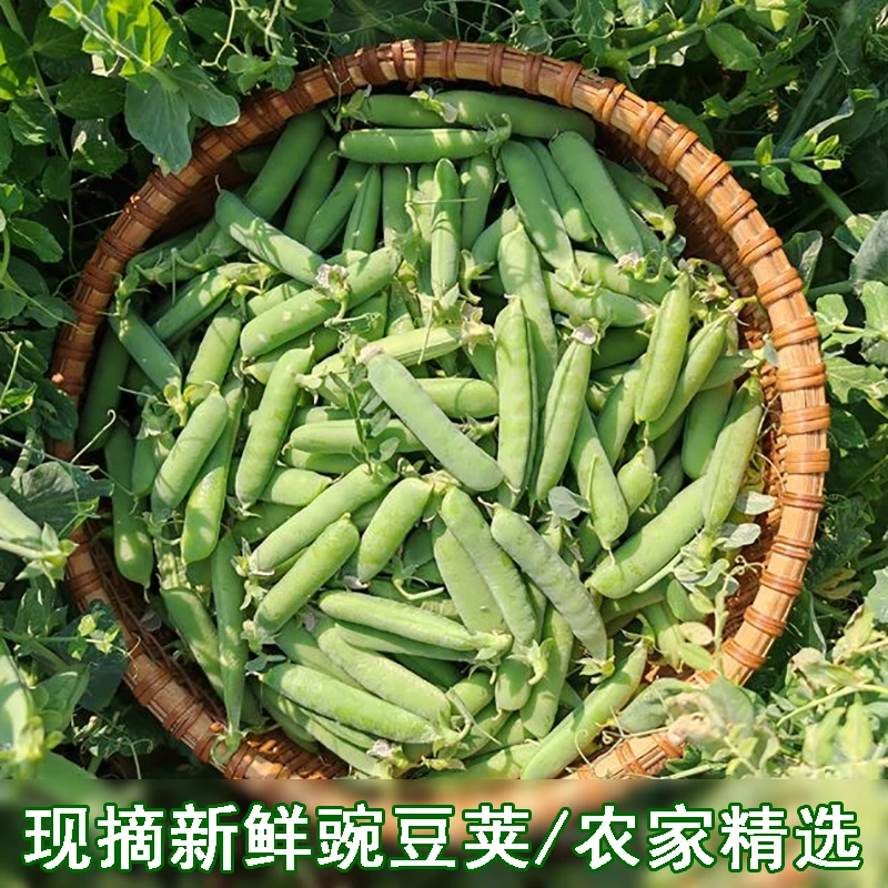 露天采摘豌豆荚新鲜现摘带壳青豌豆角农家剥米吃甜豆角