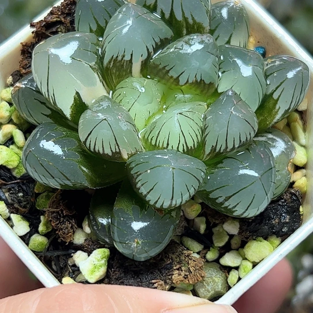 地泉锦十二卷多肉植物