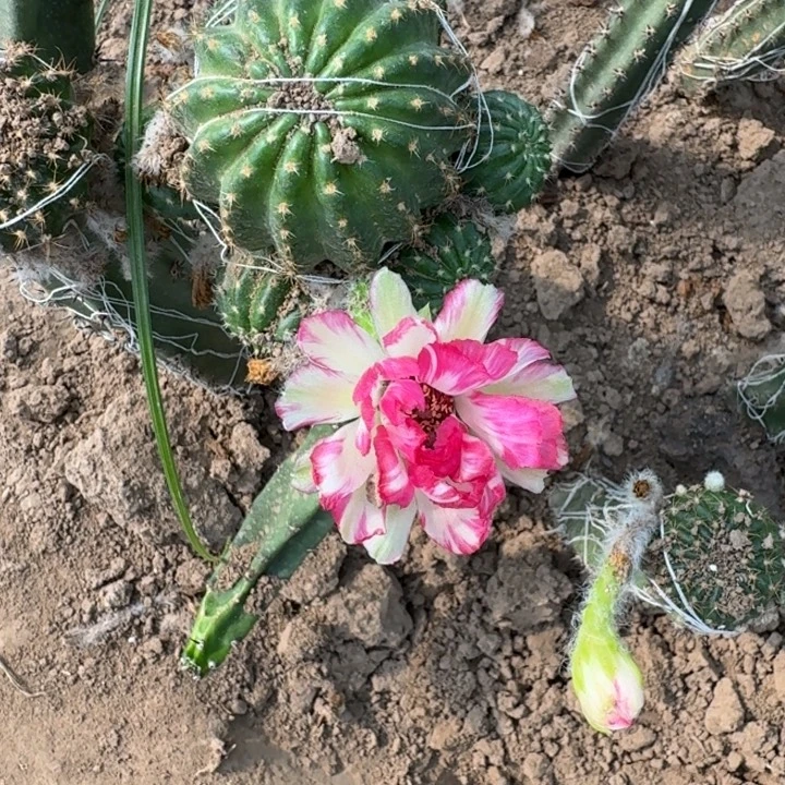 381秀普嫁接丽花掰花斑