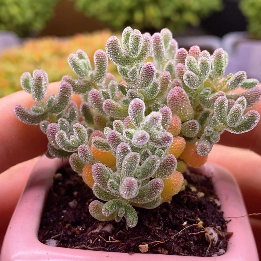 160五彩冰晶带盆。