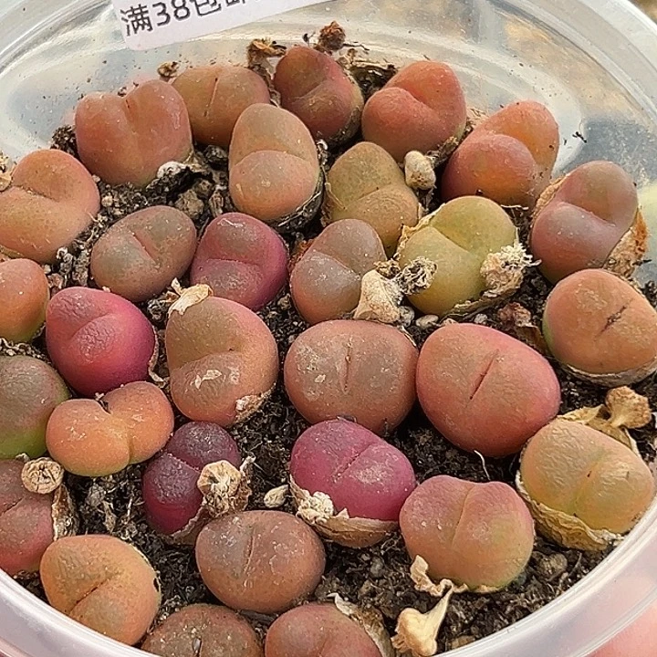 无花朵包邮753号特价毛汗尼30颗
