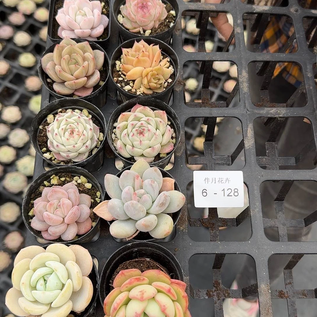 6-128量拍组合十棵