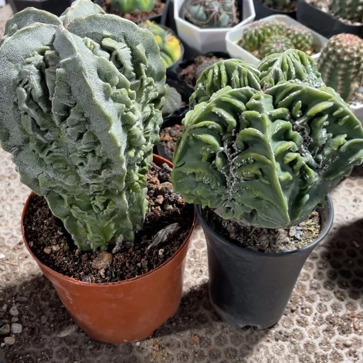 T****t实生核桃两颗脱土发