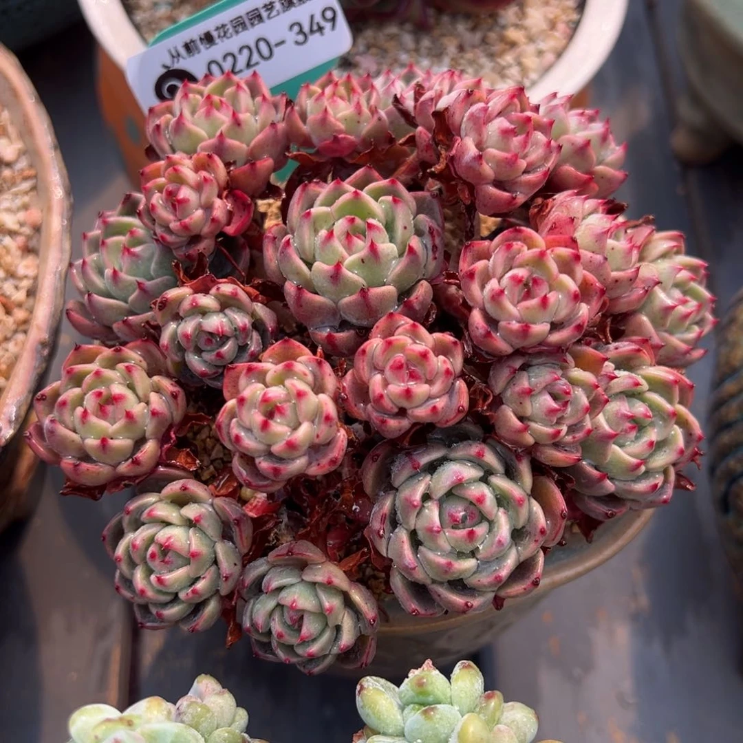 从前慢多肉精选编号0220.349