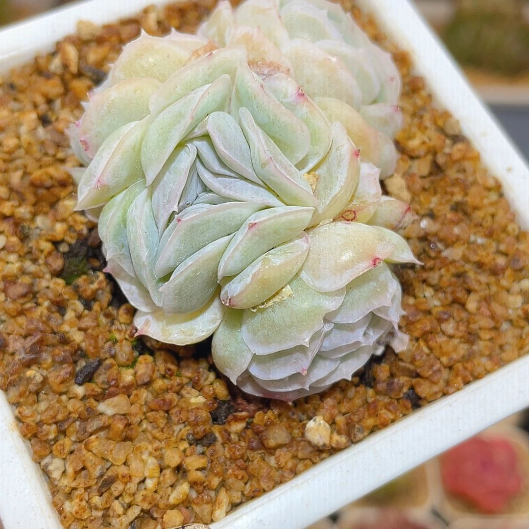 539贝壳哈哈哈哈哈哈