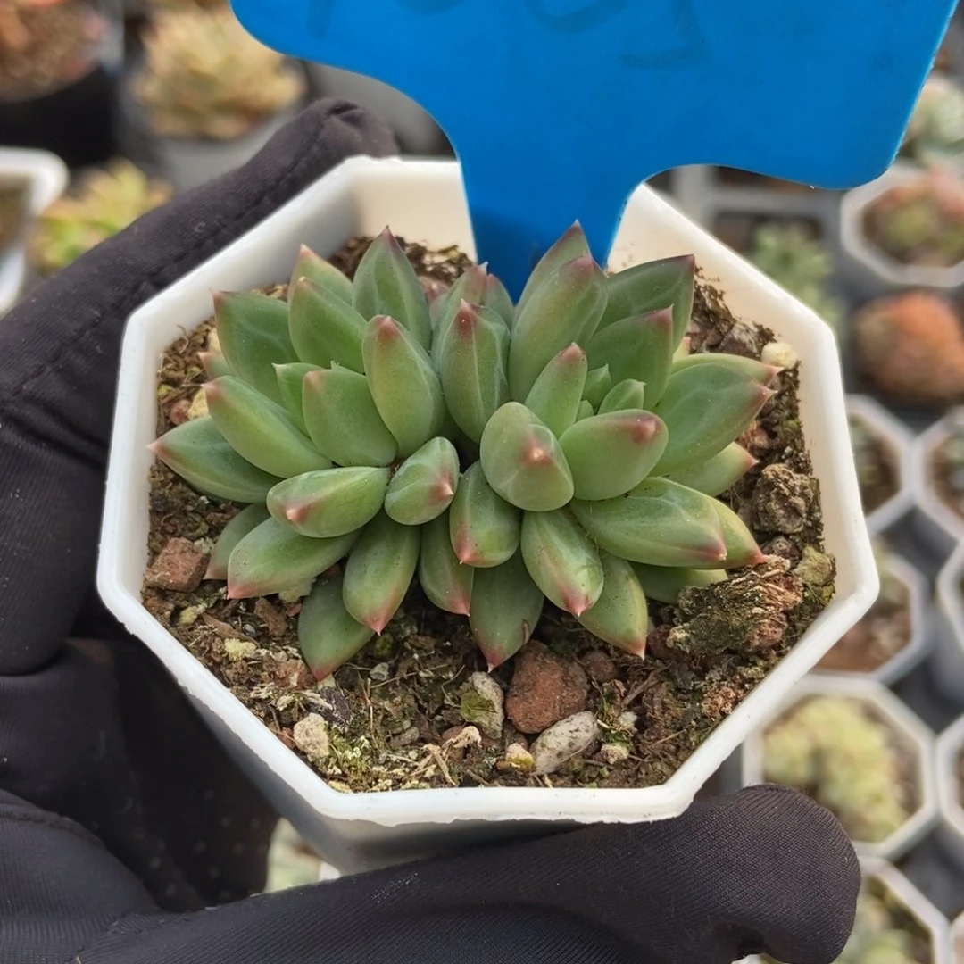 1005甲骨文多肉植物