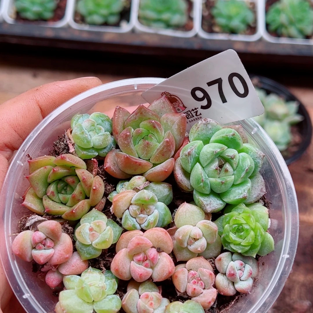 多肉植物多肉植物
