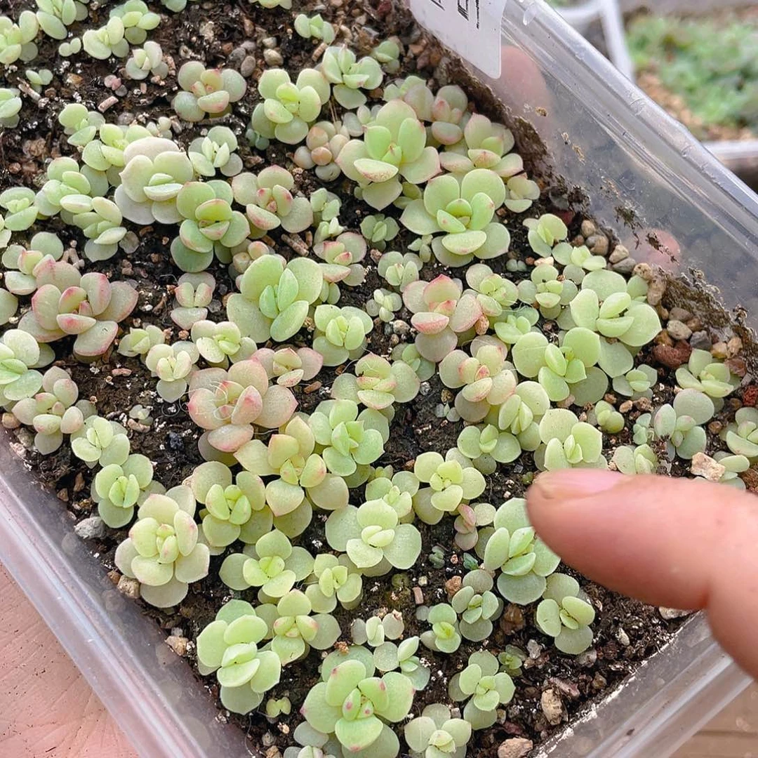 多肉植物多肉植物595
