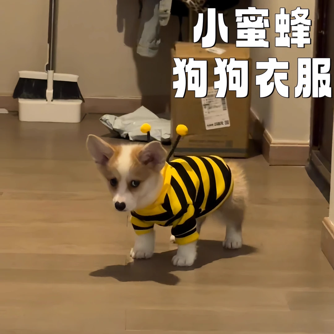 猫咪狗狗搞笑衣服小蜜蜂中小型犬猫泰迪巴哥柯基柴犬猫咪博美蓝猫
