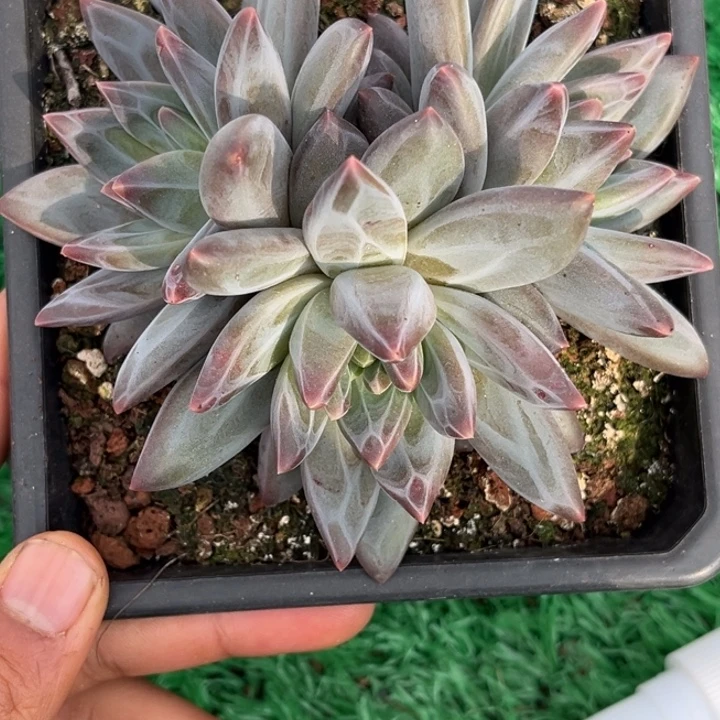 维斯特曼多肉植物925