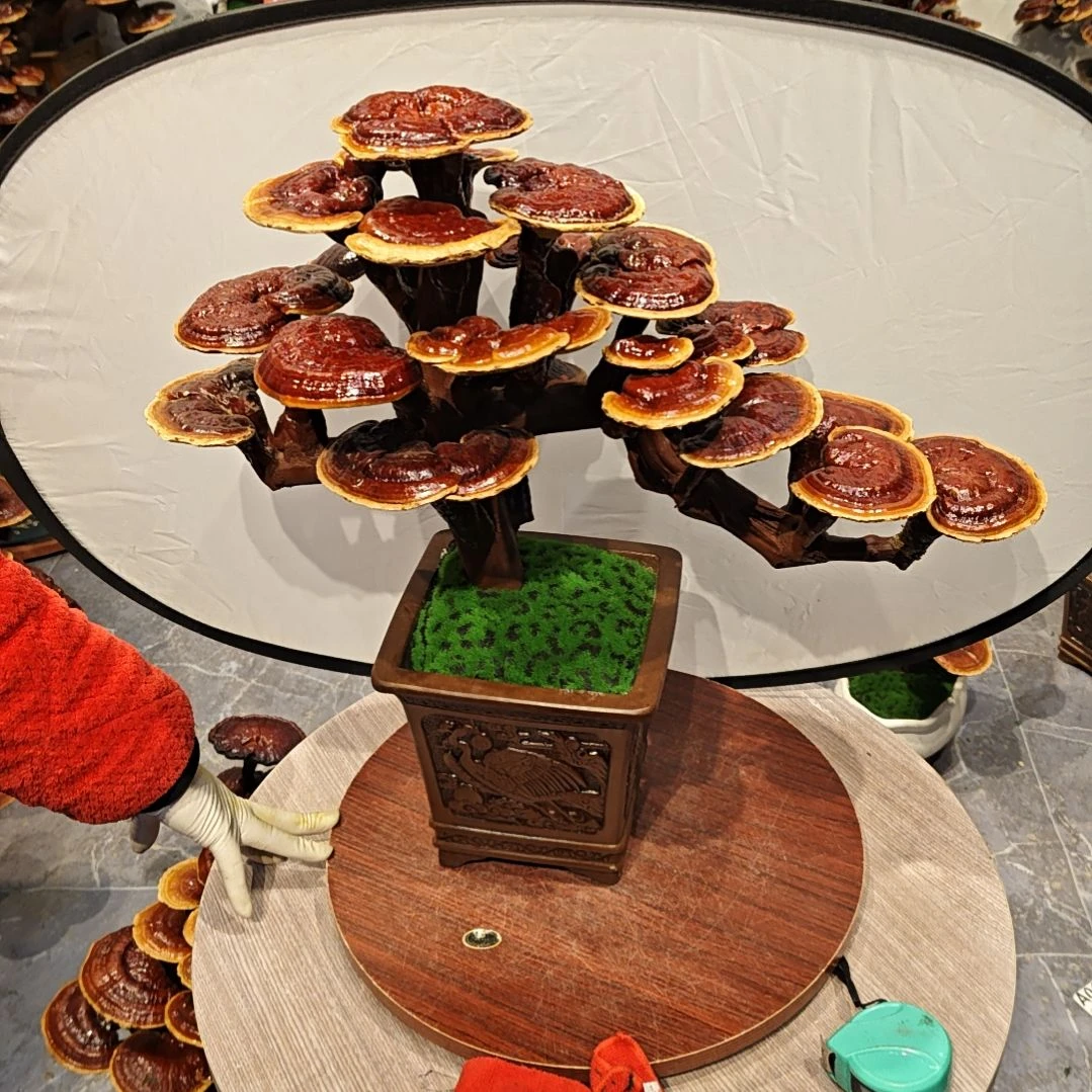 月*好灵芝盆景高端大气上档次