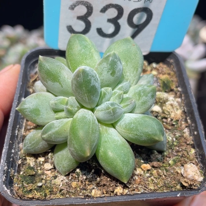 重楼朵朵339号的啊啊啊多肉啊啊